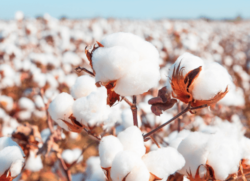 Facts-About-Cotton